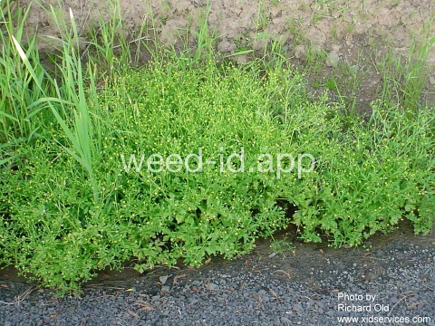 buttercup, crowfoot